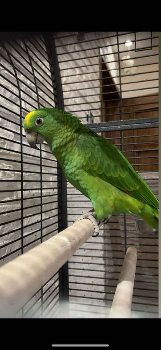 Синьочела амазона