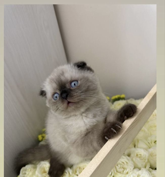 Скоттиш фолд мушук вязка учун текинга