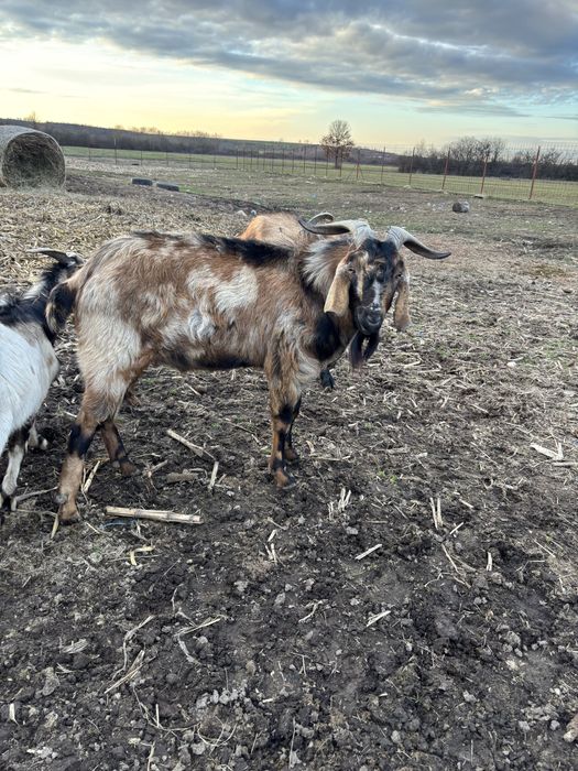 Vand țap Anglo Nubian si Alpin Francez