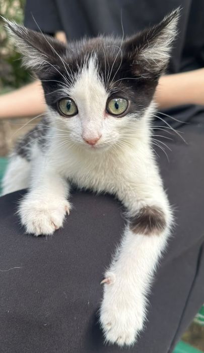 Котёнок мальчишка