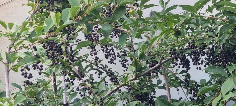 Черемуха куст отдам