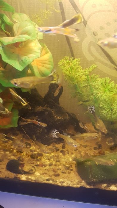 Гуппи  пара,аквариумные