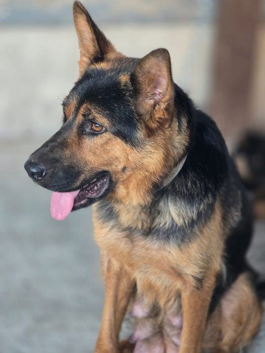 Продам щенков немецкой овчарки