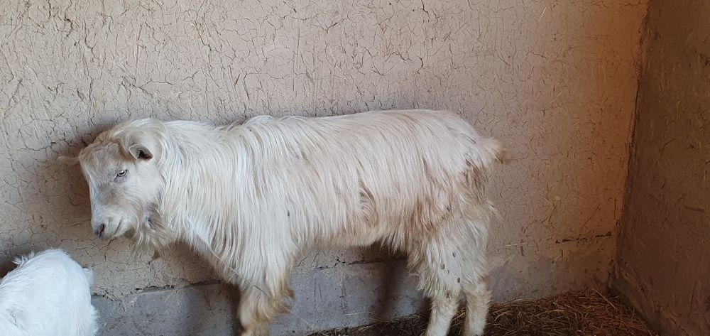 Toza zorli nasl uchun kotta taka