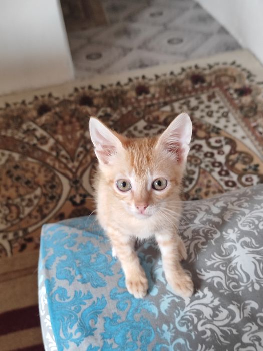 Котята мальчики отдаём