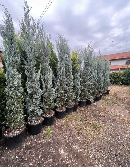 Leylandii pentru Gard Natural Permanent