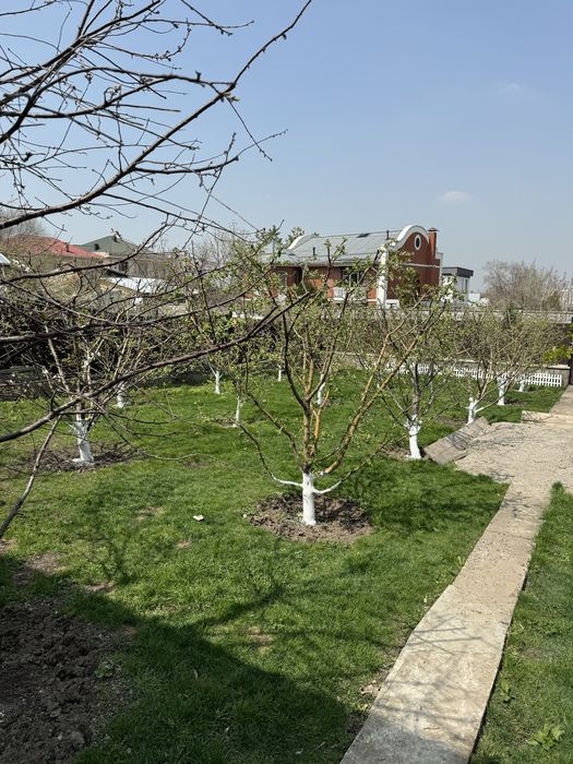 Обрезка и обработка плодовых деревьев.