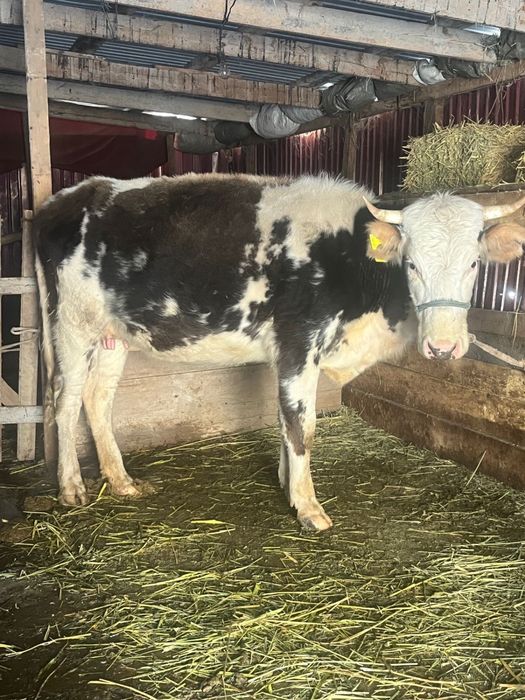 Құнажын сатылады