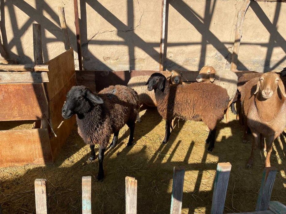 Қой тоқтылар сатылады