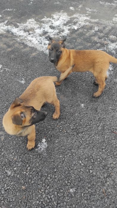 Donez pui Ciobanesc belgian malinois