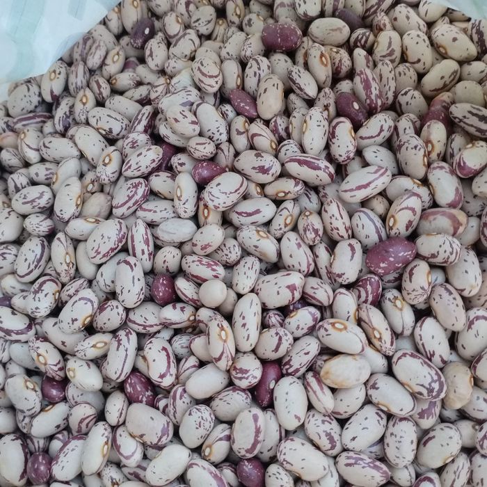 Fasole pestriță Fasole egipt