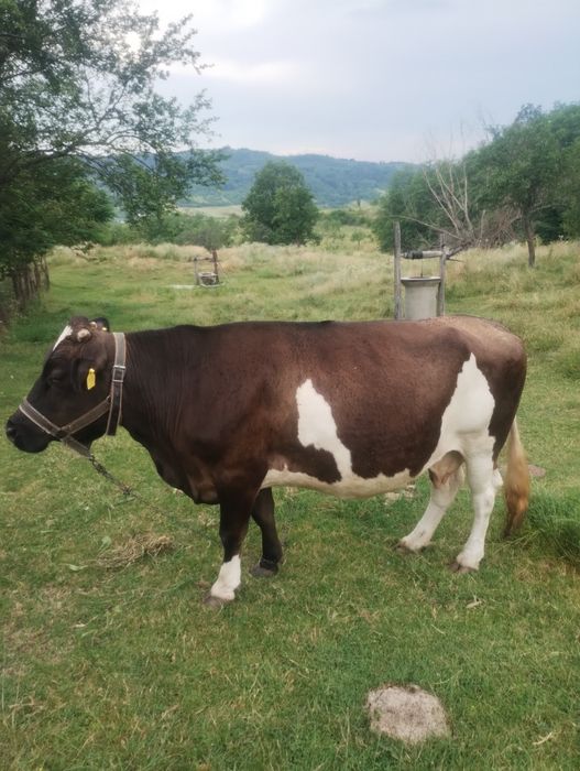 Vaca de vânzare.