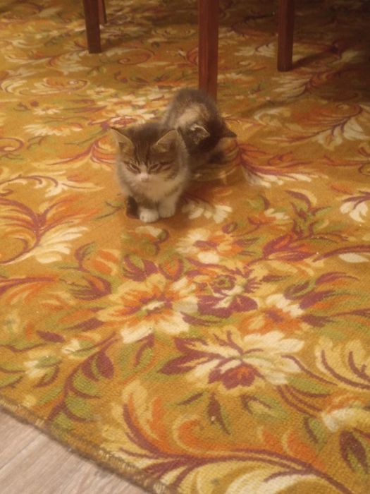 Отдам котят срочно