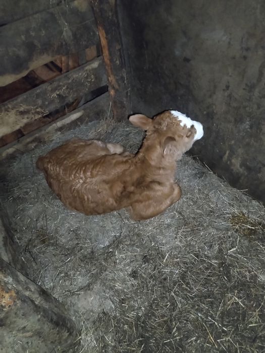 Продам телёнка..