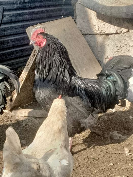 Қораз Әтеш,петухи