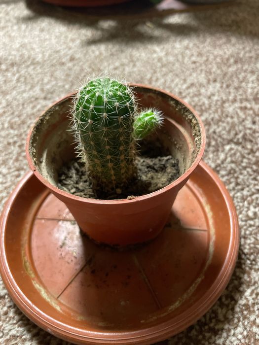 Домашние и садовые цветы