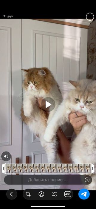 Продается котята и кошки