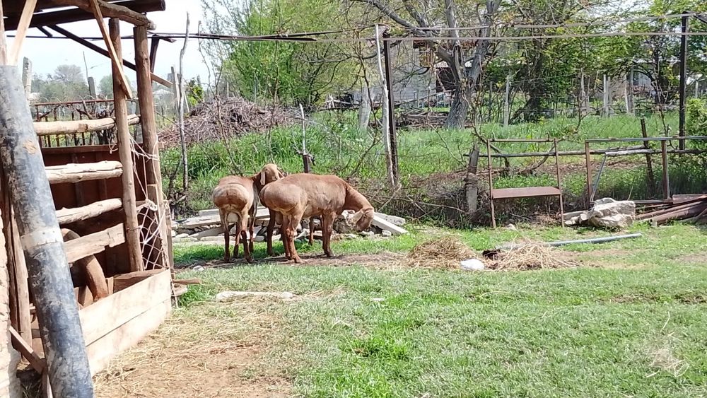 Қырғыз Арашан Қошқарлары!