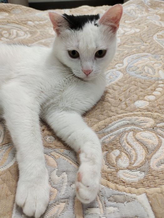 Отдам в добрые руки