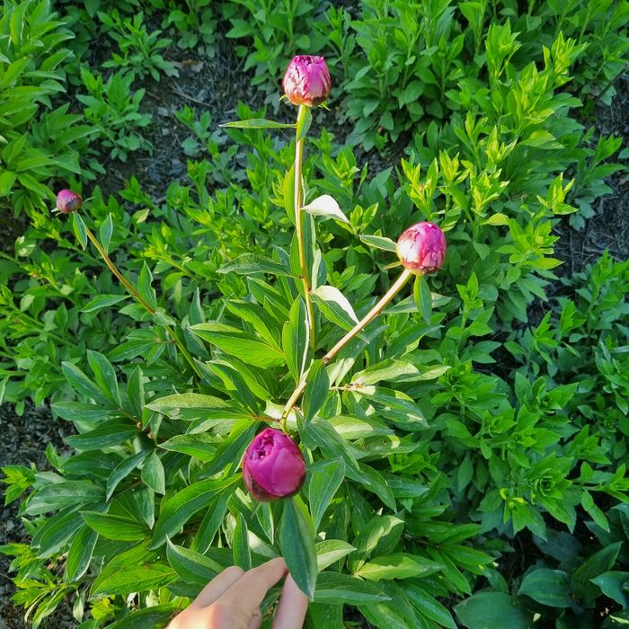 Эксклюзивные букеты(Eksklyuziv buketlar)