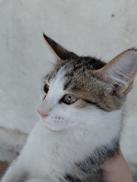 Отдам котят в хорошие руки.