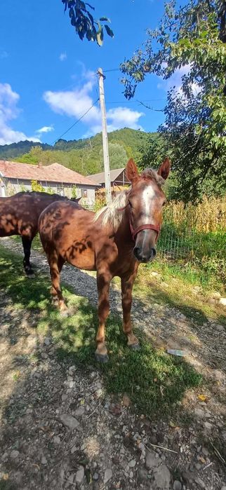 Vanzare iapa semi greu
