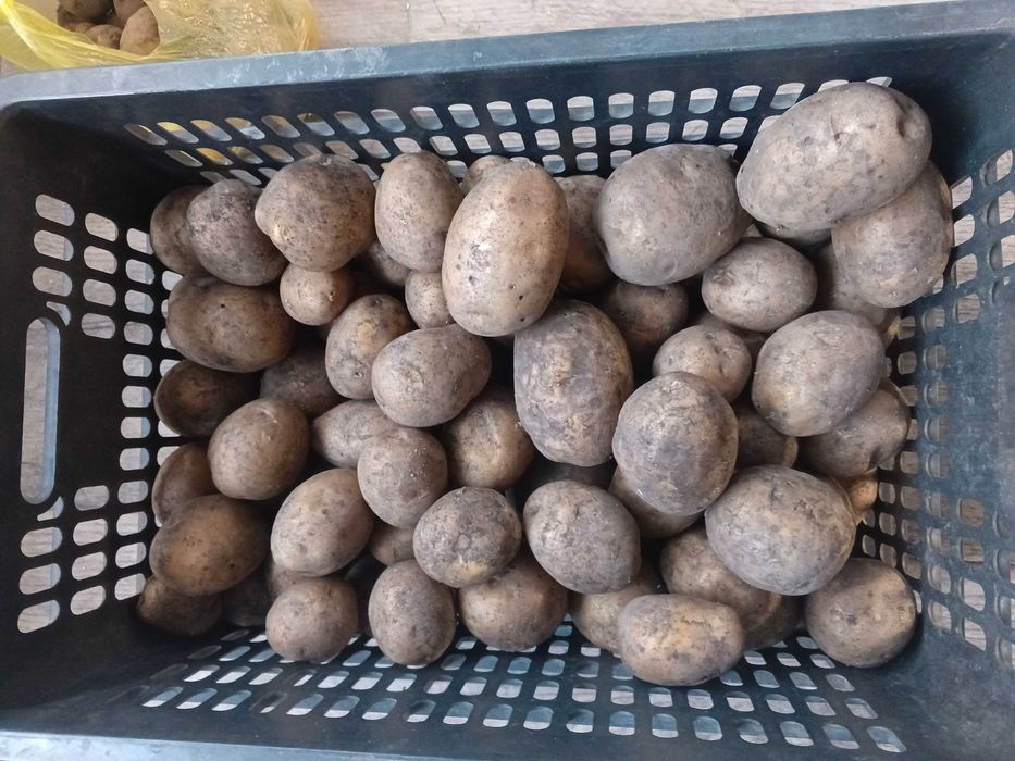 Продам картофель