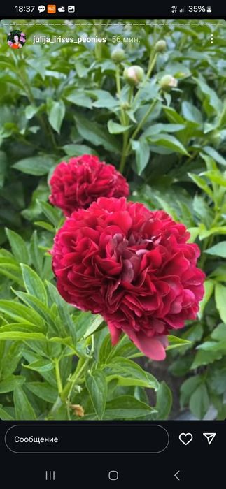 Дача, р-н Телецентр, с/о Кристалл