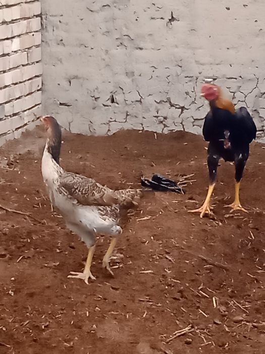 Dakang xo'rozlar sotiladi zoti koreyskiy