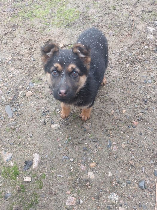 немецкая овчарка