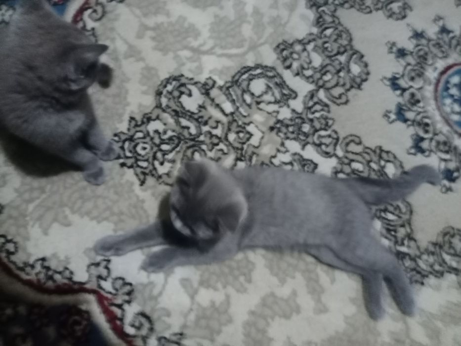 Срочно котята породы Скоттиш Страйт