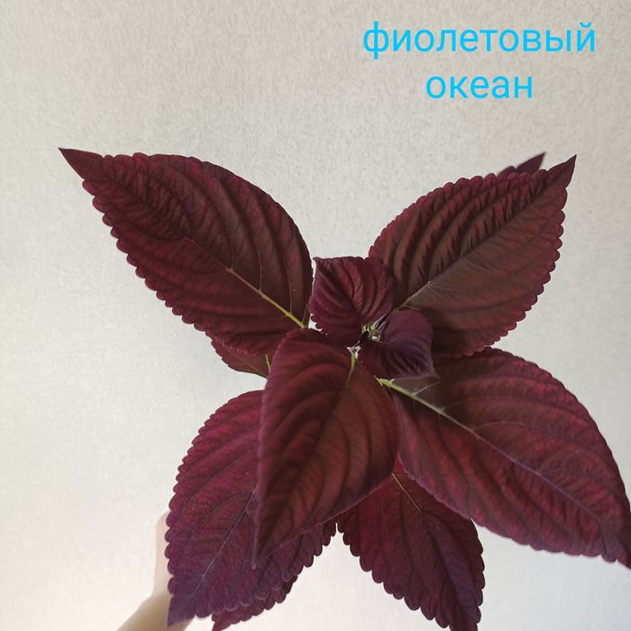 Комнатные растения