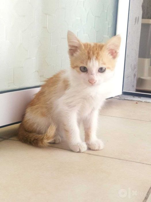 Отдам котенка в добрые руки