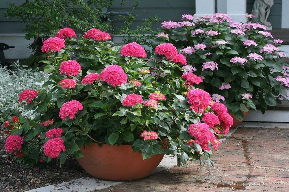 Хортензия Принцеса Даяна - Hydrangea princess Diana