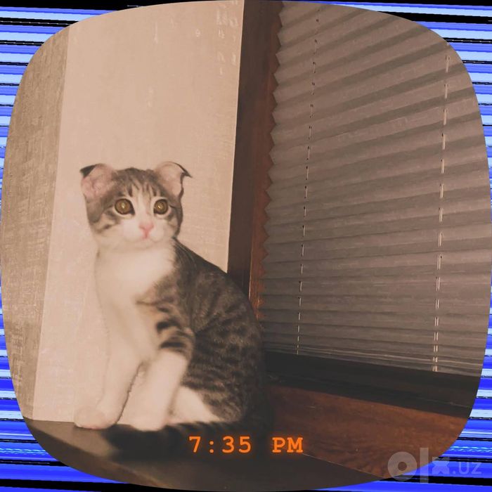 котенок веслоухий метис