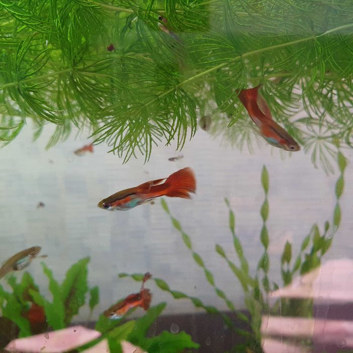 Аквариумные рыбки гуппи