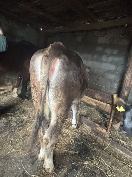 Vand juninca detali la telefon