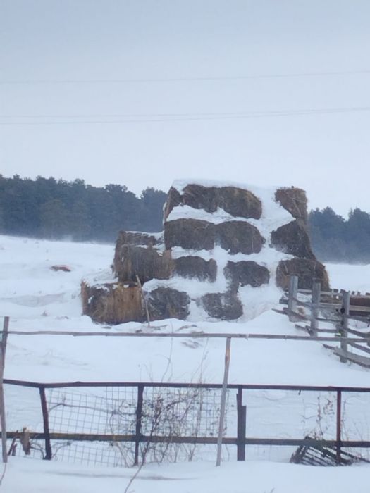 Сено ,житняк с разнотравьем .