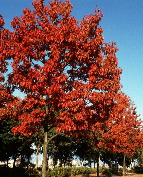 Stejar Roșu American