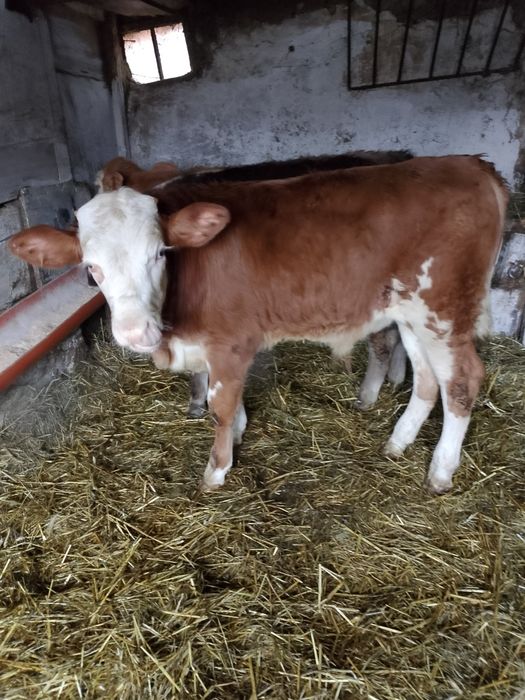 De vânzare 3 viței doi tăurași și o viațea