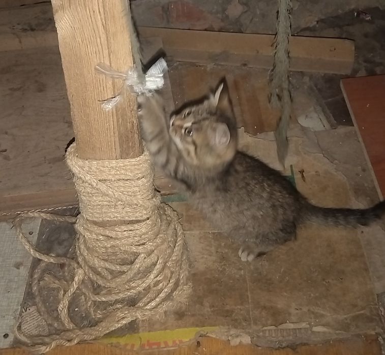 Котёнок мальчик ищет дом.