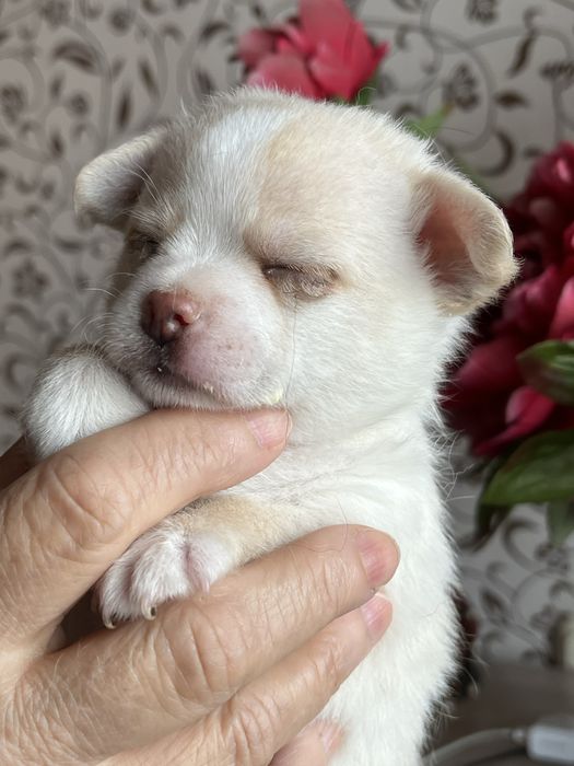 Щенки чихуахуа