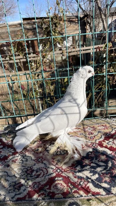 Голуби кептер пр