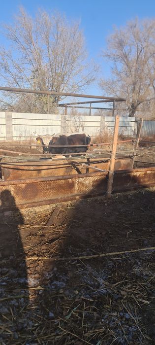 Коровы продаётся срочно