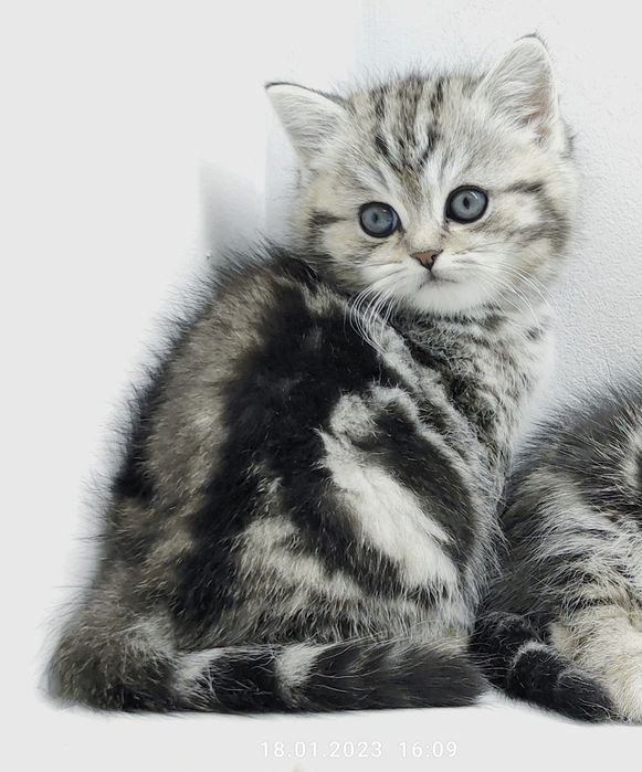 Мальчики и девочки шотландские прямоухие