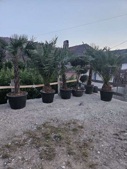 Plante ornamentale de cea mai buna calitate
