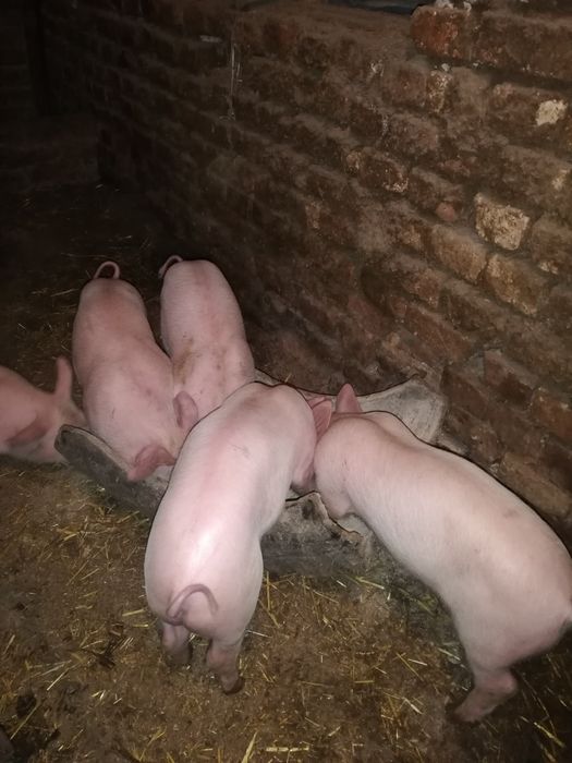 Продавам малки прасенца