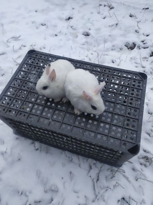 dekarativni  karlik quyonlar 300somdan