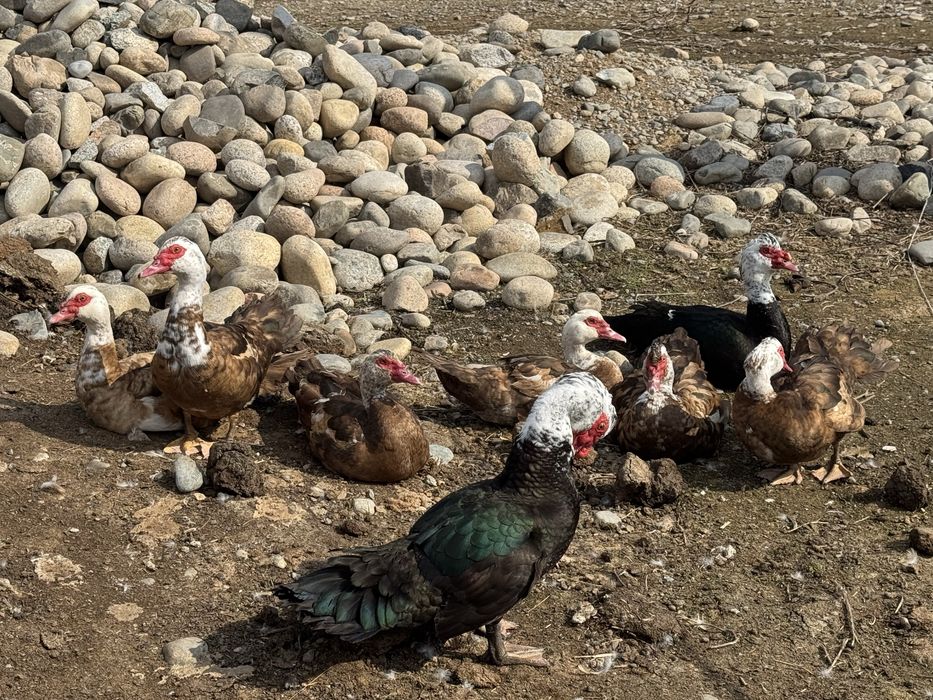 Селезьни по 9000тг