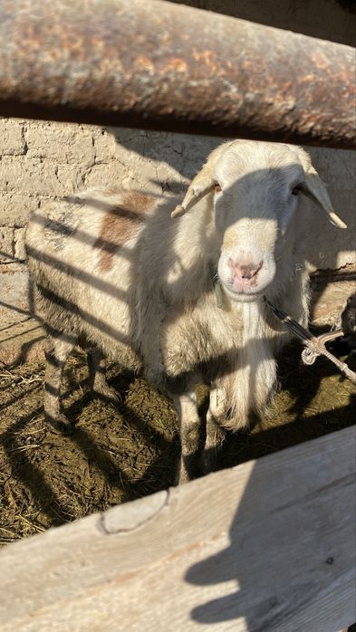 Кошкар 2-3 жасар